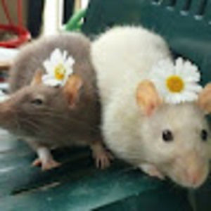 Meet your Posher, Jessie